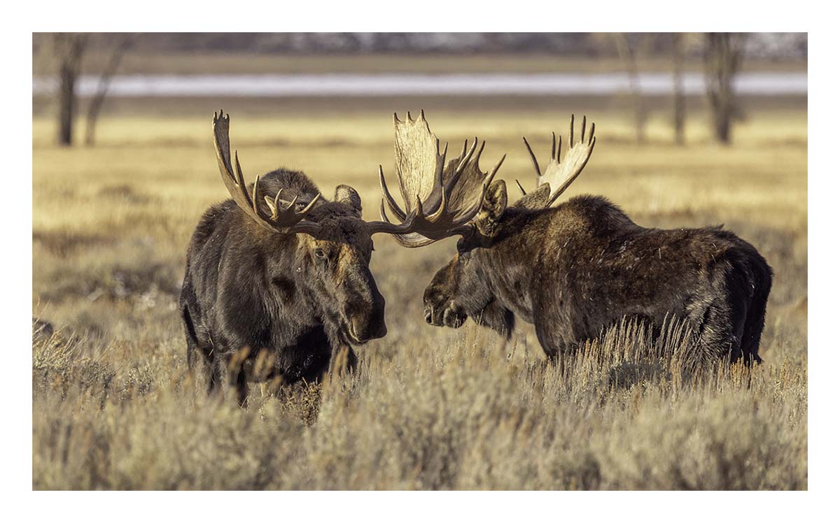 Brushbuck Wildlife Tour